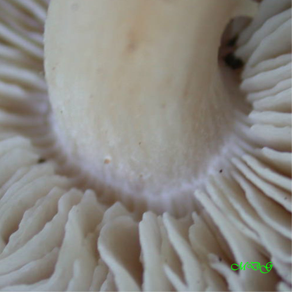 Ci (ri)provo con questo... Quizzzzzzzz